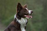 BORDER COLLIE 988